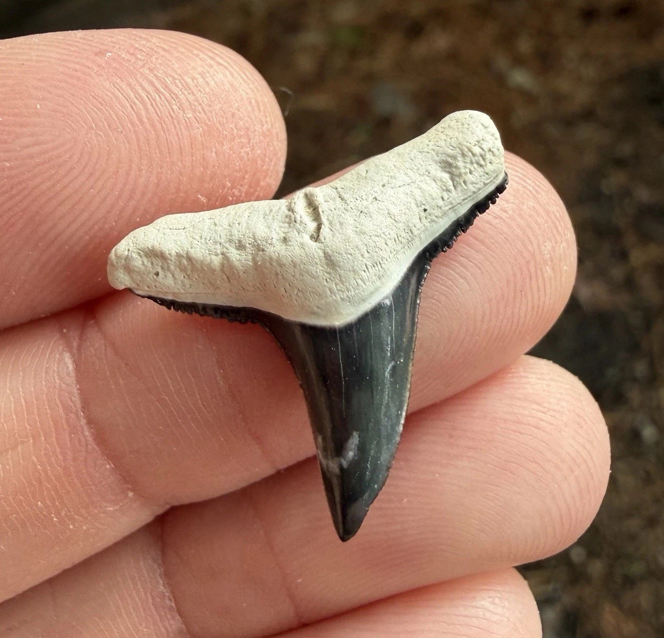 Huge Patho 1.05” Tuxedo Bone Valley N. Eurybathrodon Lemon Shark Tooth Fossil