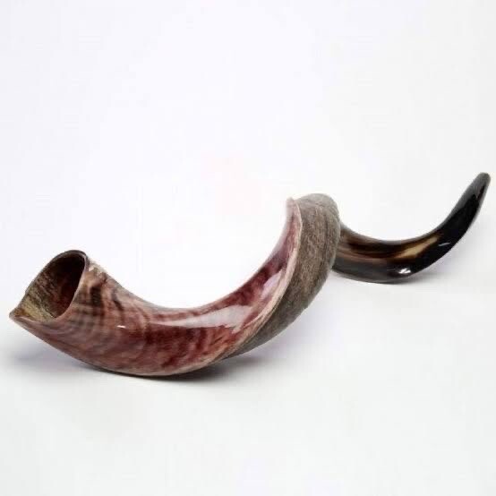 Yemenite Shofar Kudu Horn 31”-41”XL New KOSHER Made Half Polished 