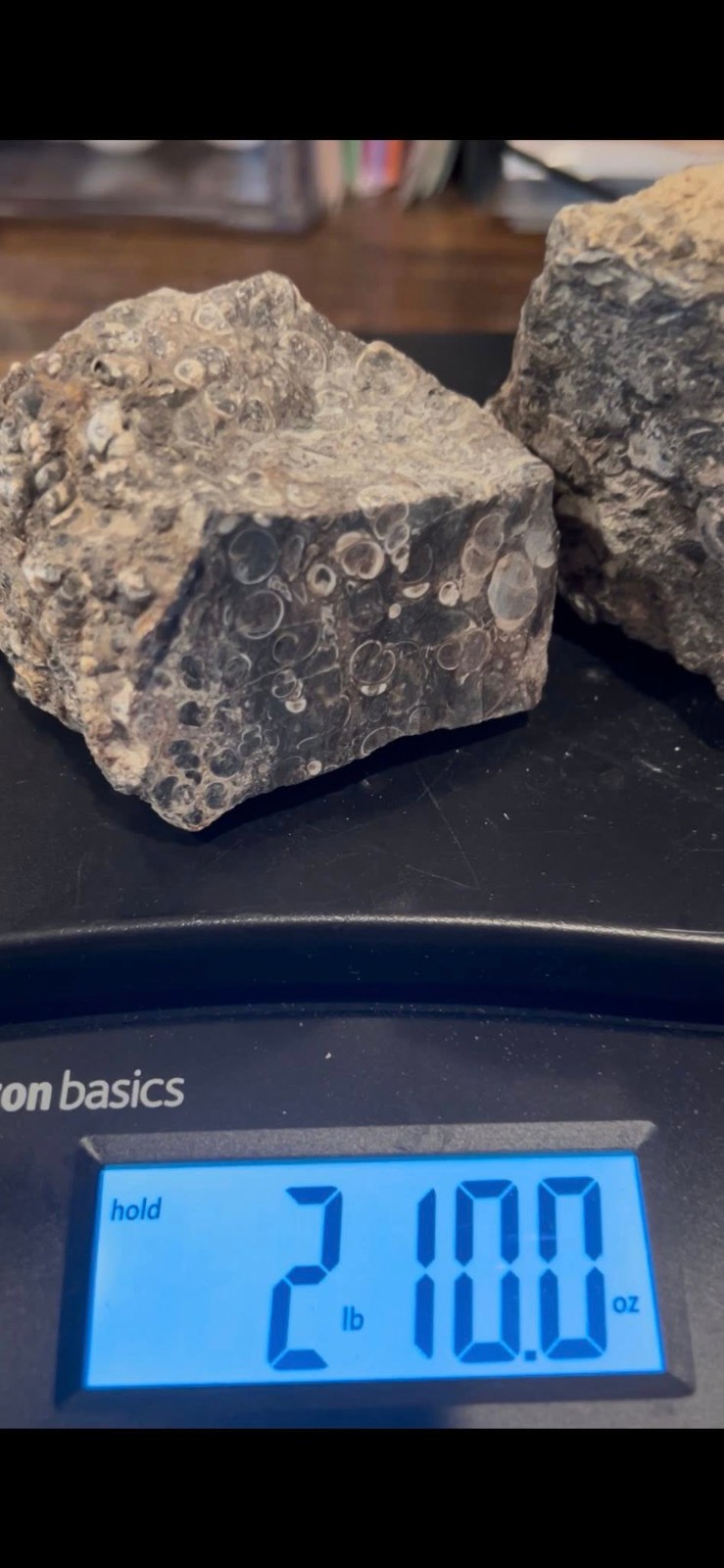 SALE 2lbs 10 ozs Turtilla Fossil Lapidary Rough Stone Slab 2 lbs 10 ozs TF2