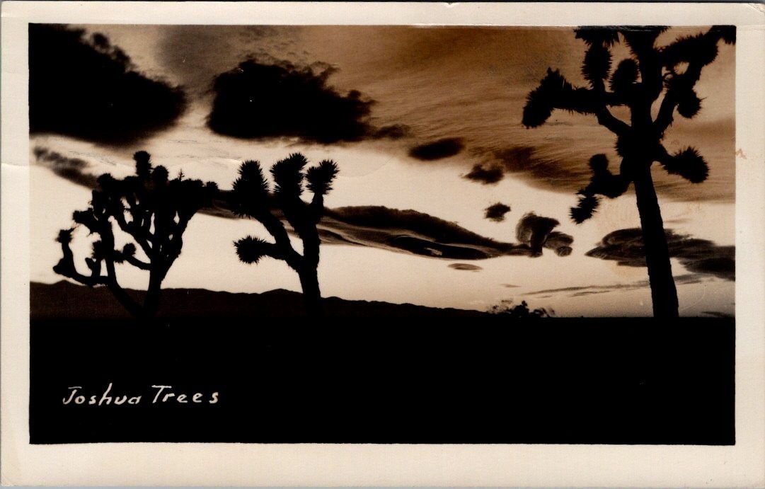 1945, JOSHUA TREES, Postmarked YATES CENTER, Kansas Real Photo Postcard 1945, JOSHUA TREES, Postmarked YATES CENTER, Kansas Real Photo Postcard