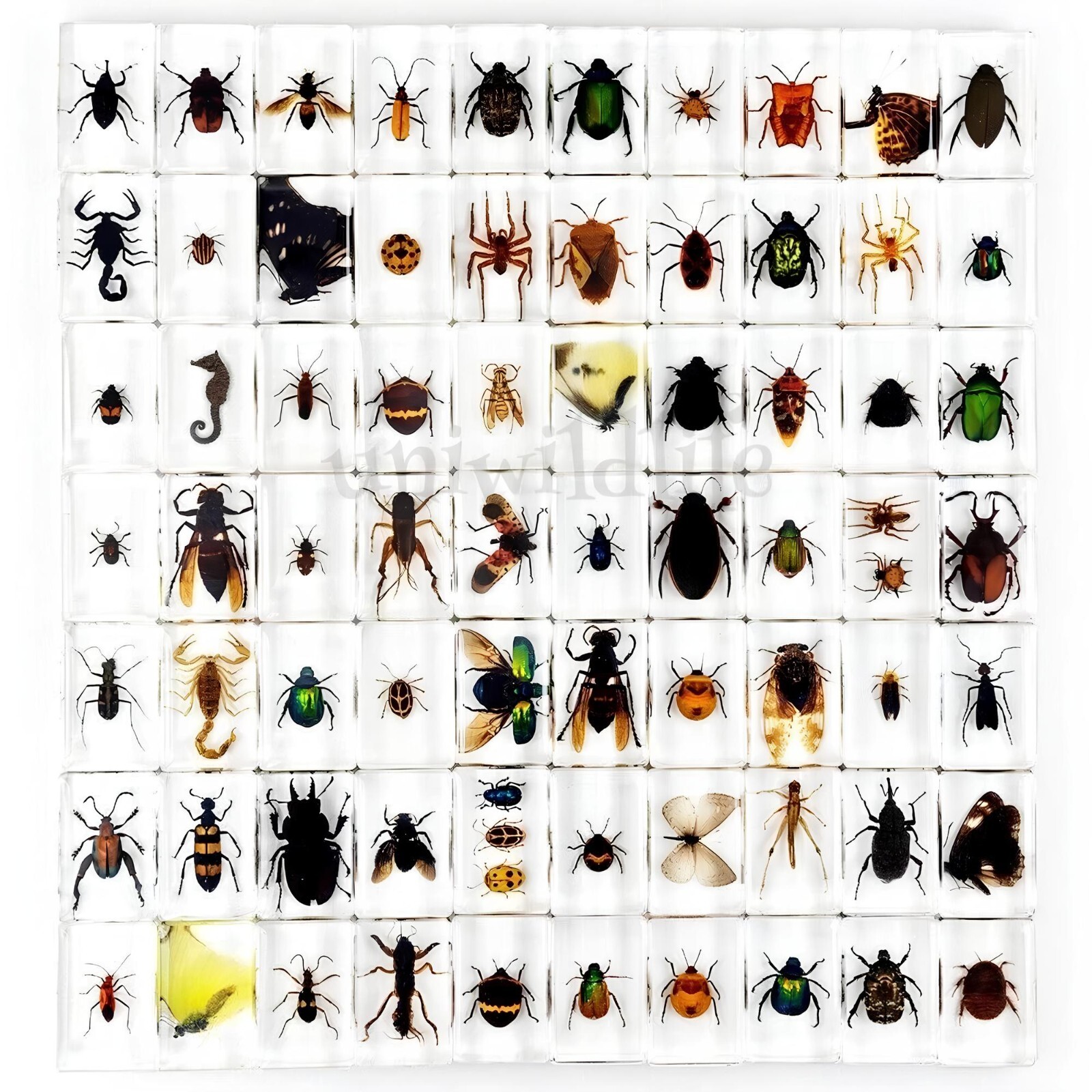 30 Pcs Real Insect Specimen Bugs in Resin Collection Beetle Resin Paperweights