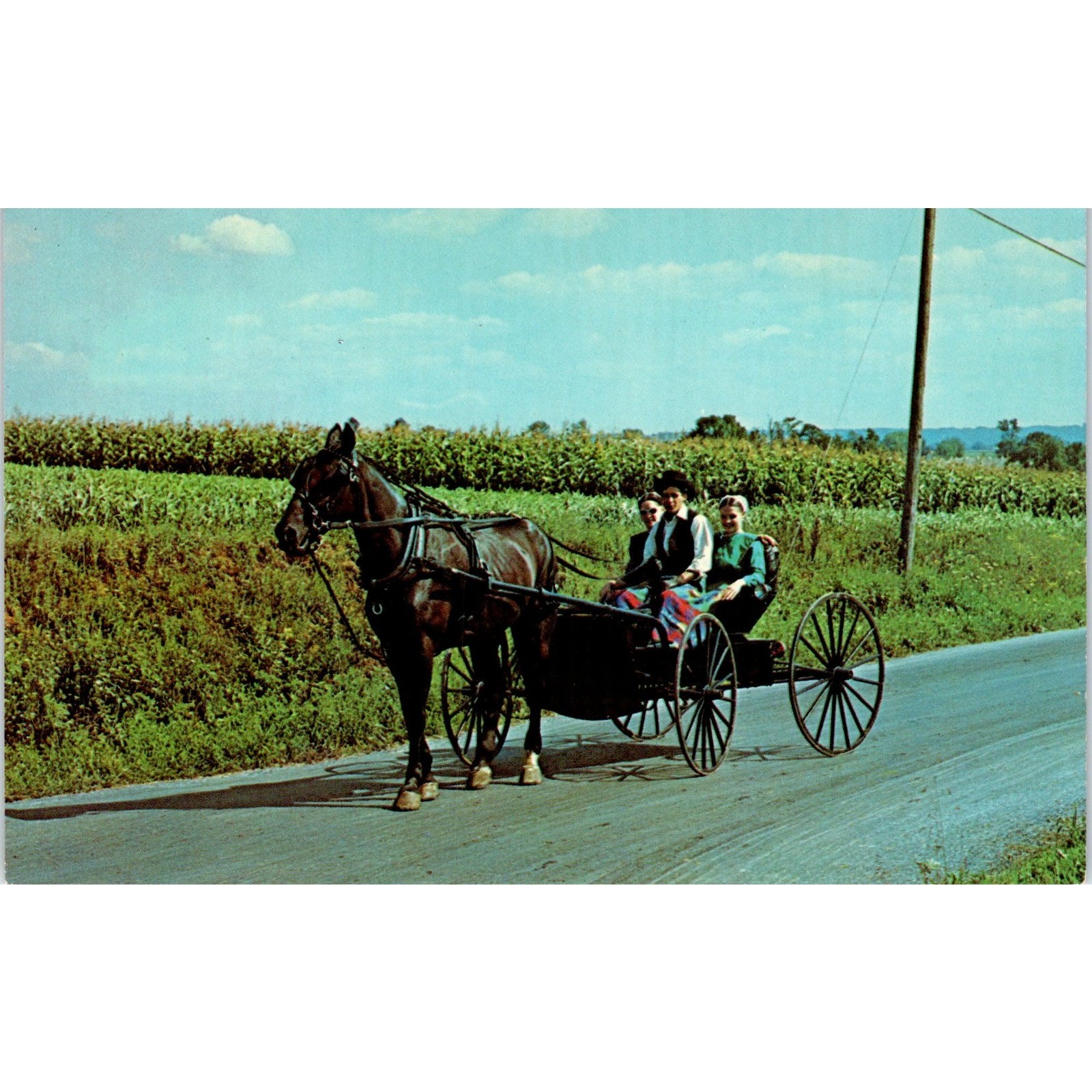 Amish People Out for a Sunday Buggy Ride Pennsylvania Dutch Country Postcard PD8