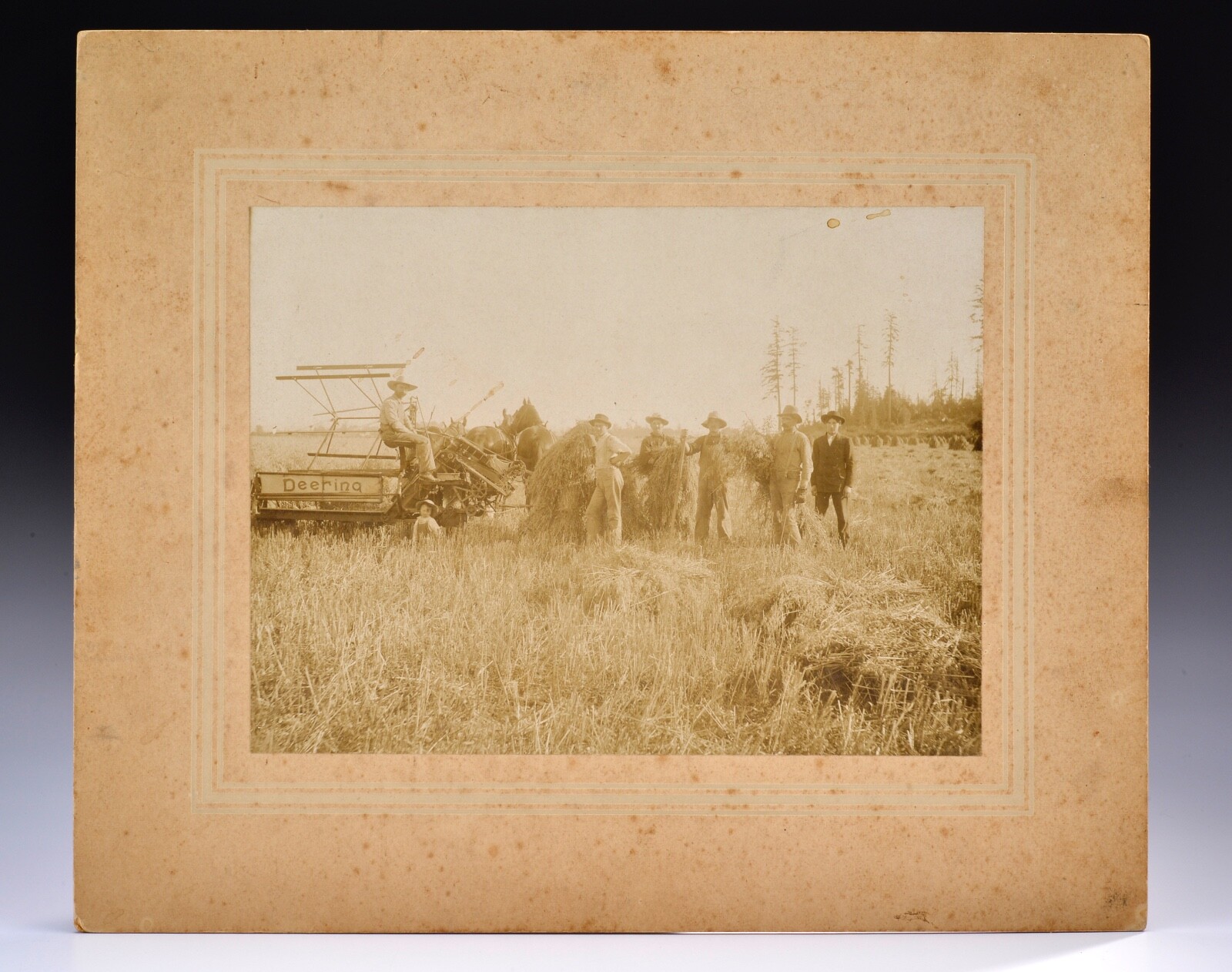 Deering Tractor Photo c1900 Grain Reaper Farmer 11.75\