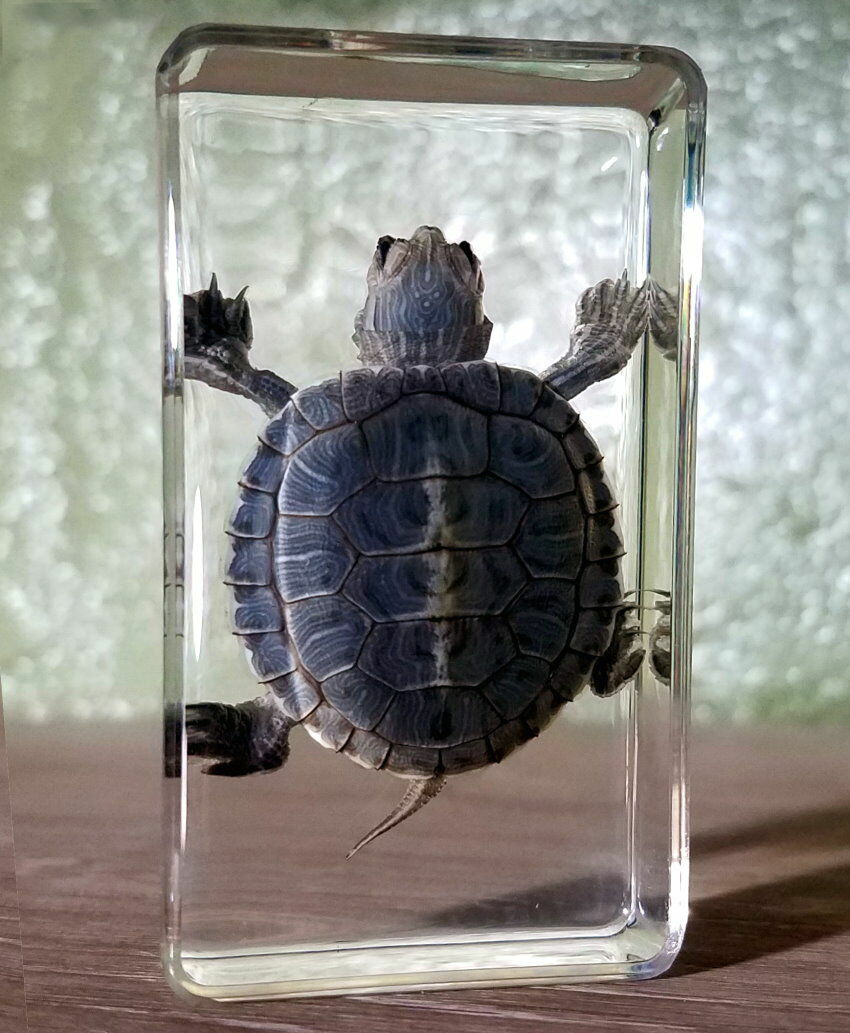 Best Quality Real Turtle in Resin, Oddities, Curiosities, Trachemys Scripta Best Quality Real Turtle in Resin, Oddities, Curiosities, Trachemys Scripta