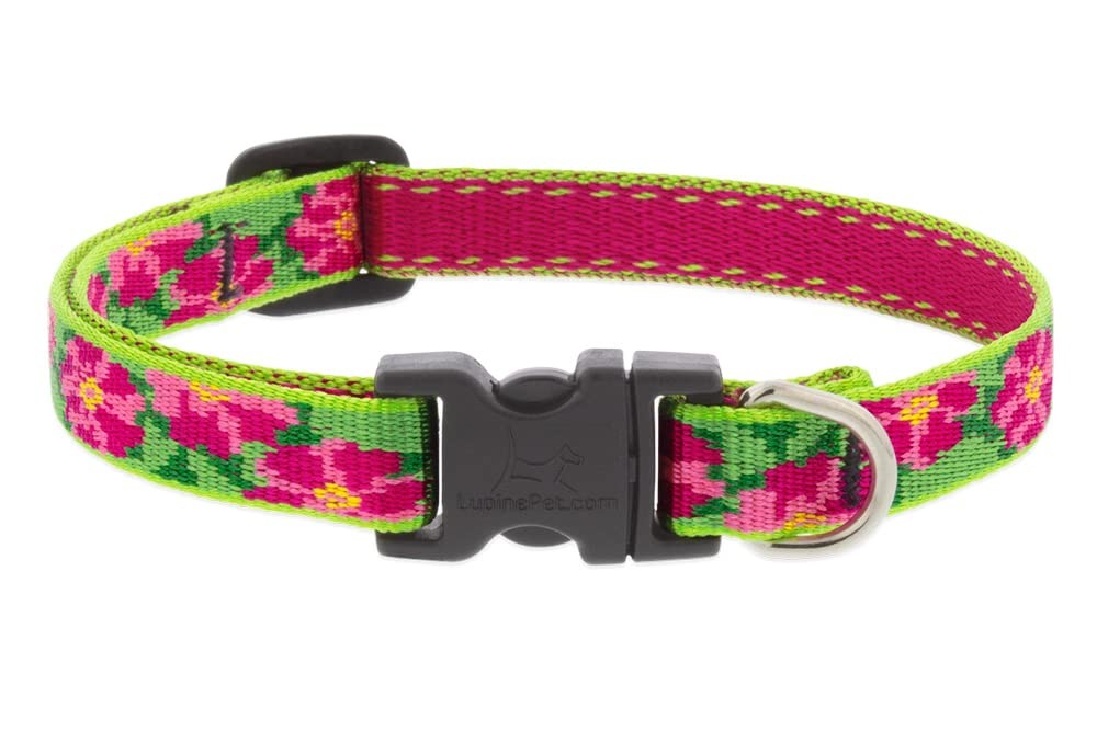 Lupine Small Dog Collar 1/2\