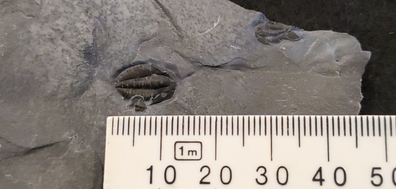 A fine complete example of the trilobite genus Bolaspidella from the USA