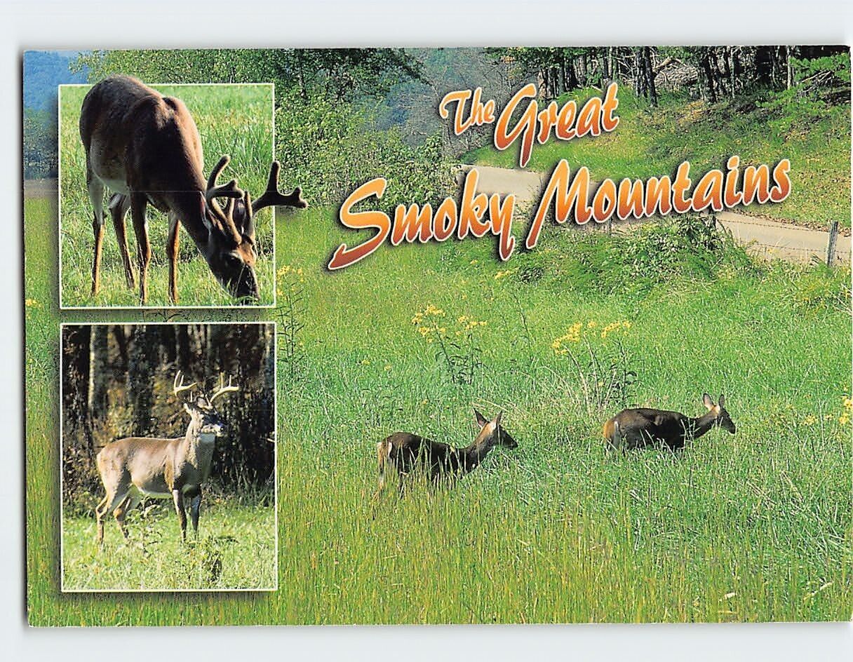Postcard Deer abound The Great Smoky Mountains USA