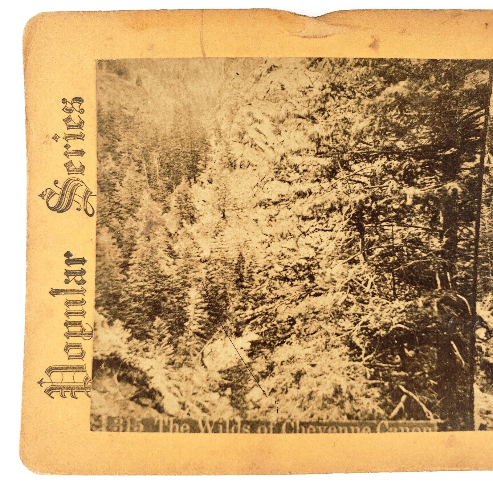Cheyenne Canyon Park Forest Stereoview c1880 Colorado Springs Trees Photo H645
