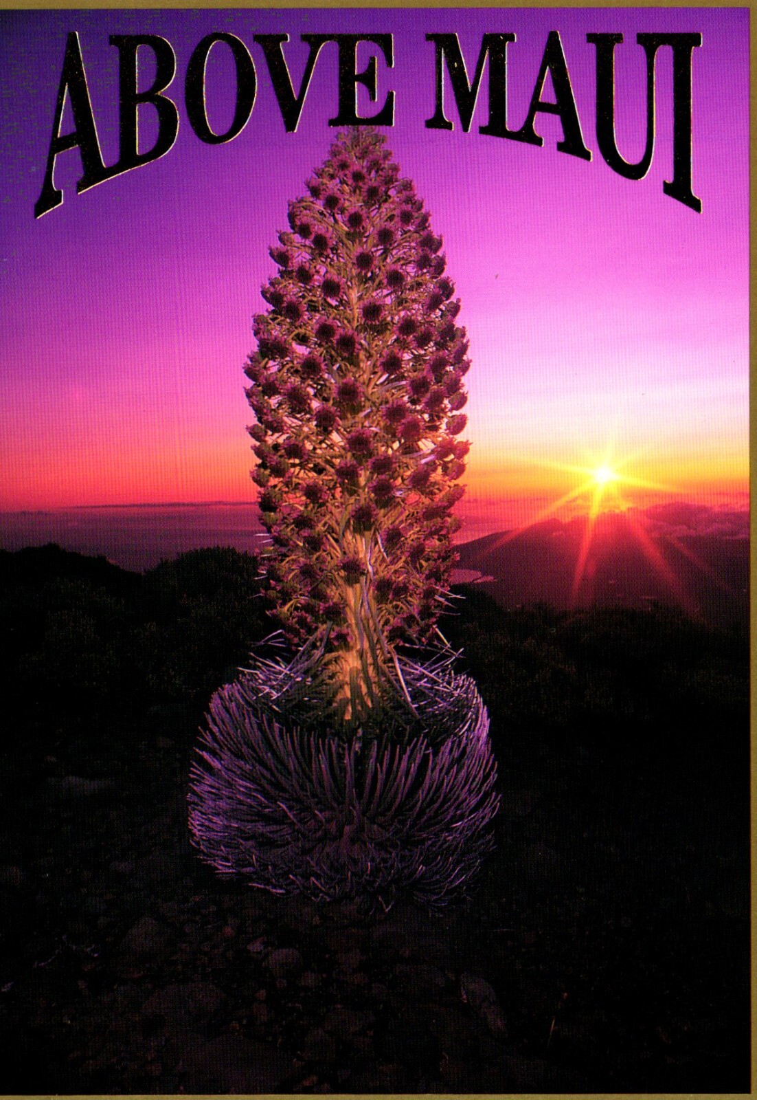 Silversword Plant Haleakala Above Maui Hawaii Postcard