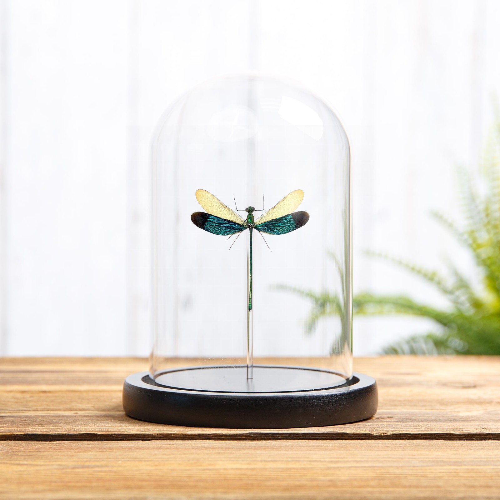 Taxidermy Stream Glory Damselfly in Glass Dome (Neurobasis chinensis)