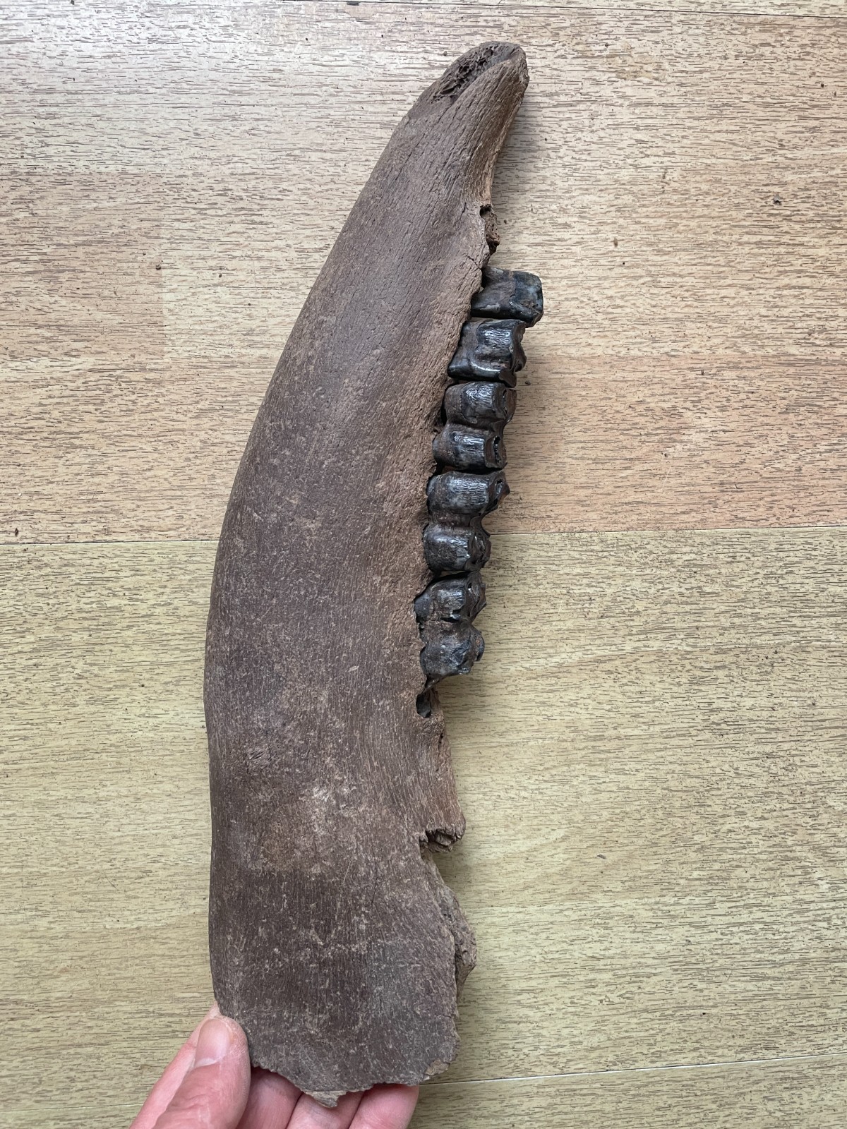 720g Beautiful Ice Age tooth collection