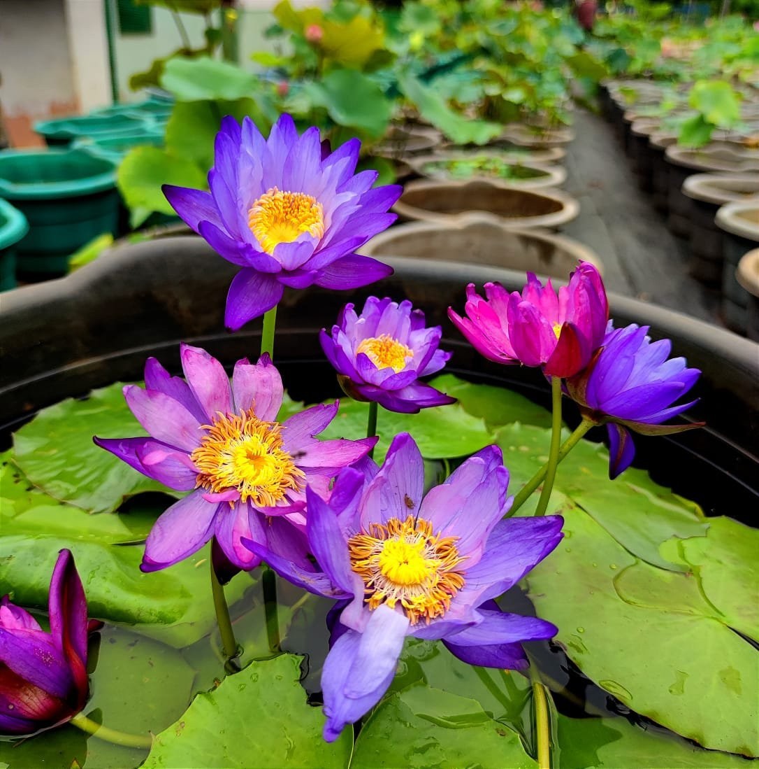 Nymphaea Pubescens Purple 10 seeds – Tropical Water Lily Aquatic Pond Plant