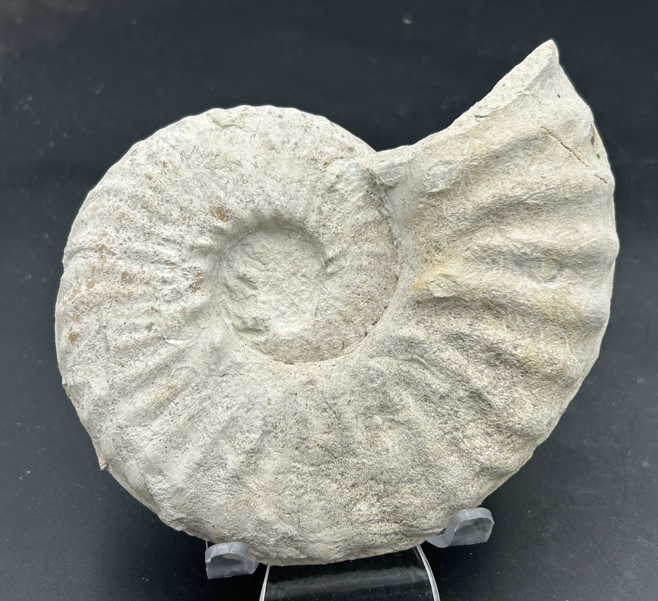 5” Cretaceous Mortoniceras (drakeoceras) Drakei Texas Fossil Ammonite Sutures