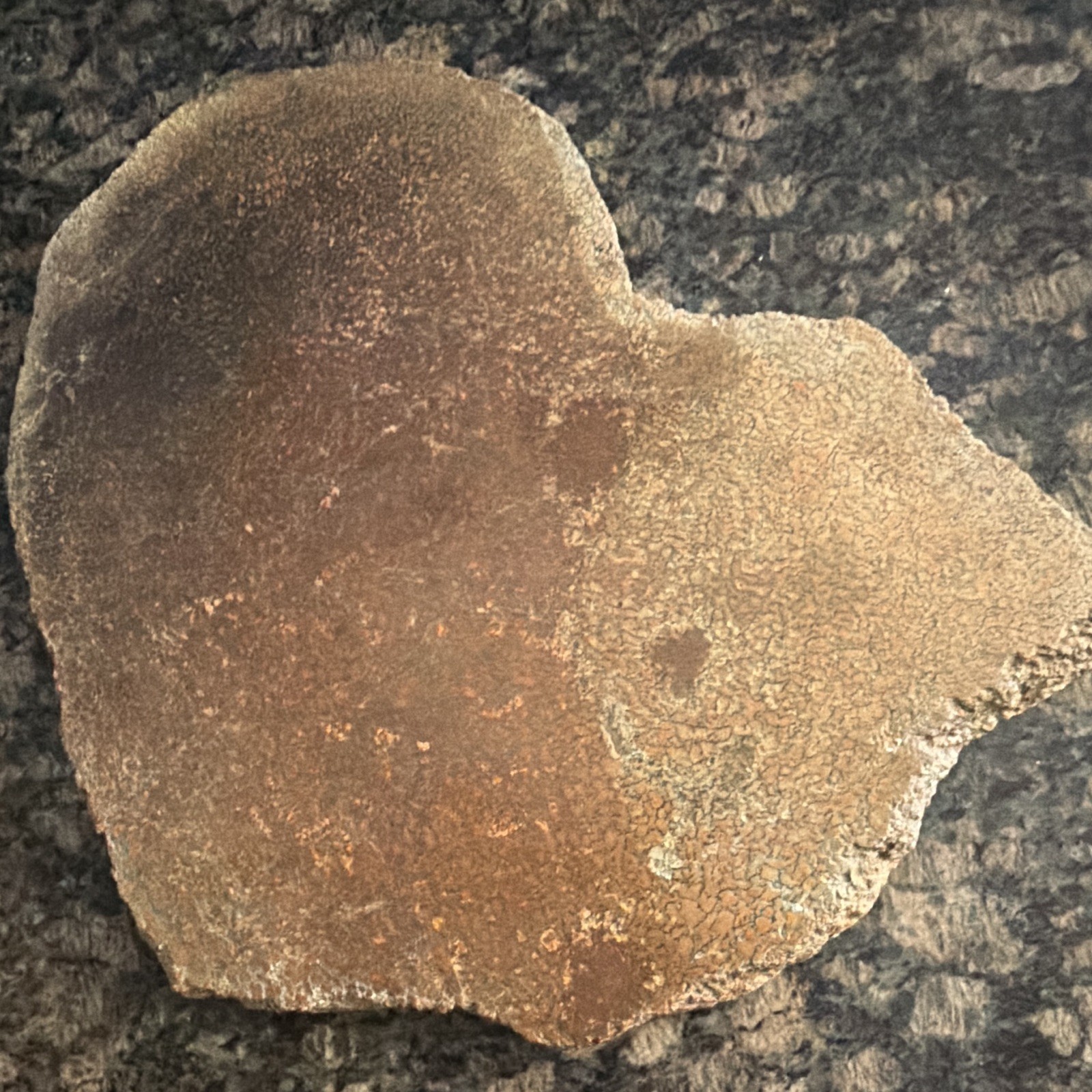 Large Heart-Shaped Dinosaur Bone / Mineral Specimen, Approx. 12–13 in Size