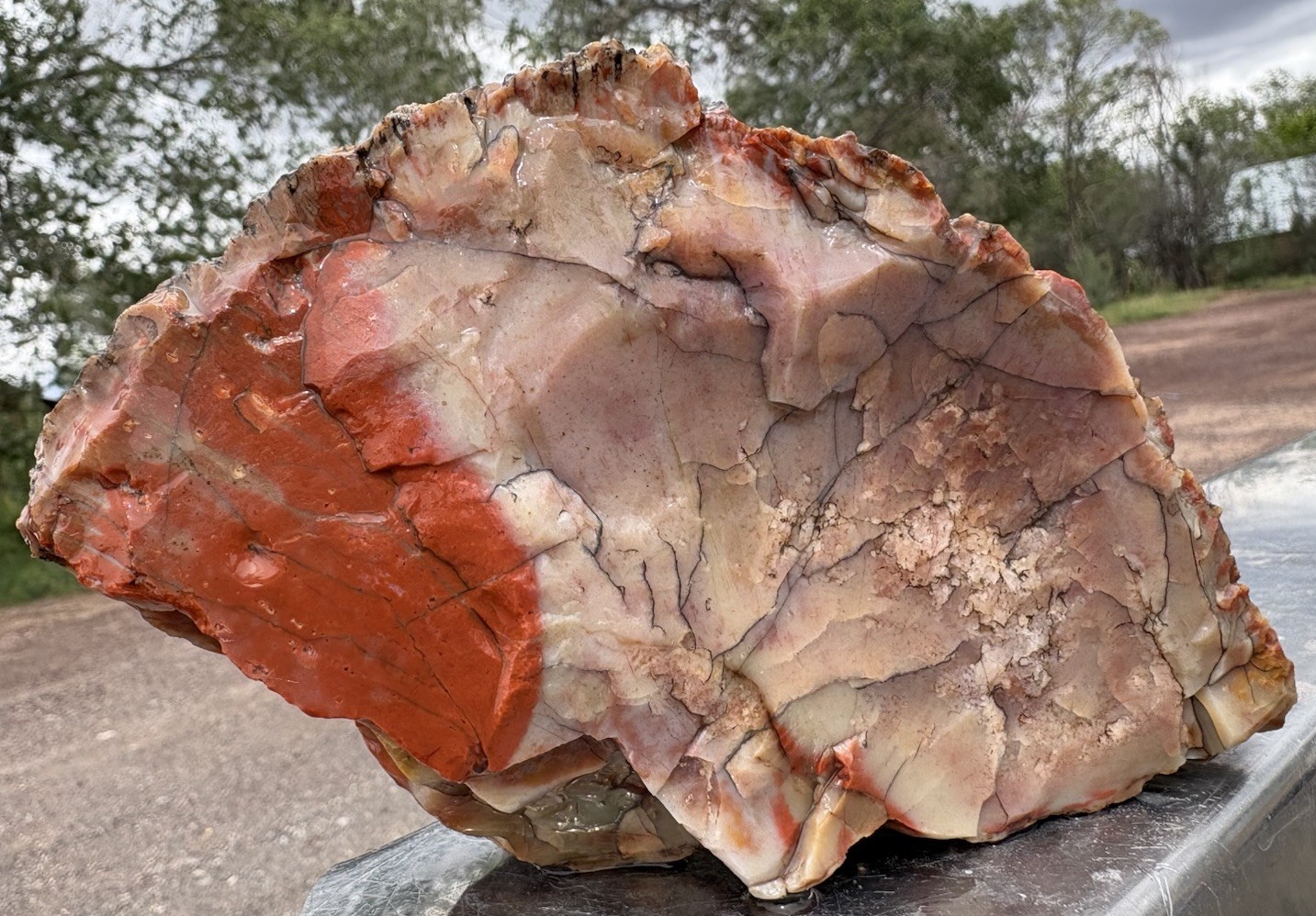 ☘️RR⛏️: Top Quality Arizona Rainbow Petrified Wood, 2.75 Lb 🌈