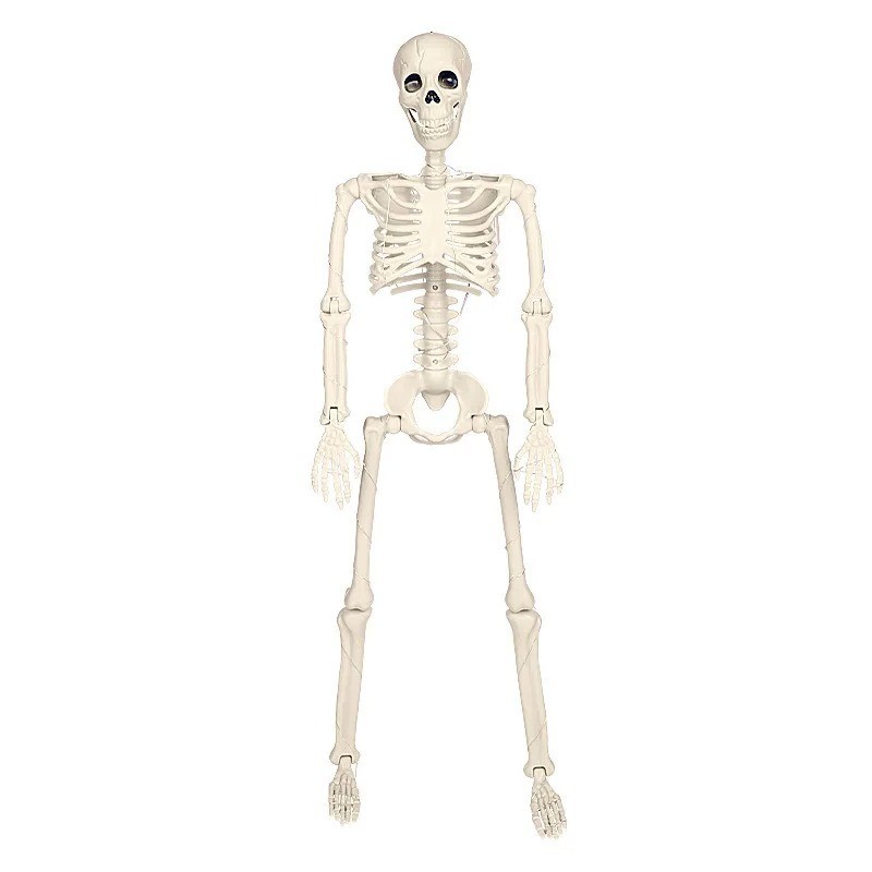 Halloween Movable Skeleton Fake Human Skull Bone Decor Haunted House Props  40cm