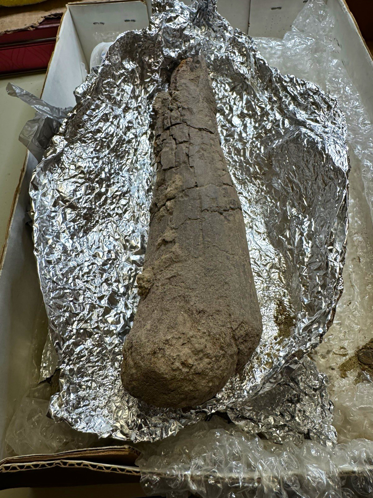 3 Associated Unprepared Hadrosaur Fossil Dinosaur Bones - Hell Creek MT