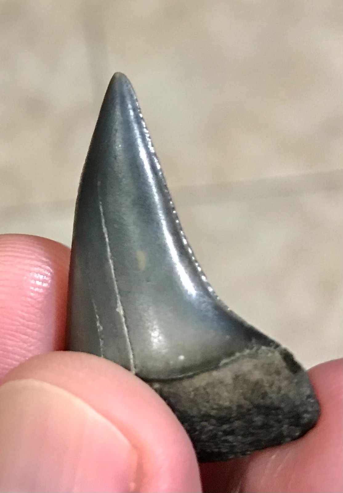 SUUUUPER RARE SERRATED - HUBBELLI TRANSITIONAL -GEORGIA RIVER- SHARKTOOTH FOSSIL