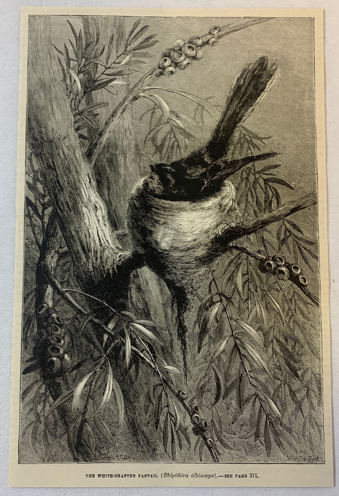 1887 magazine engraving~ THE WHITE-SHAFTED FANTAIL in her nest