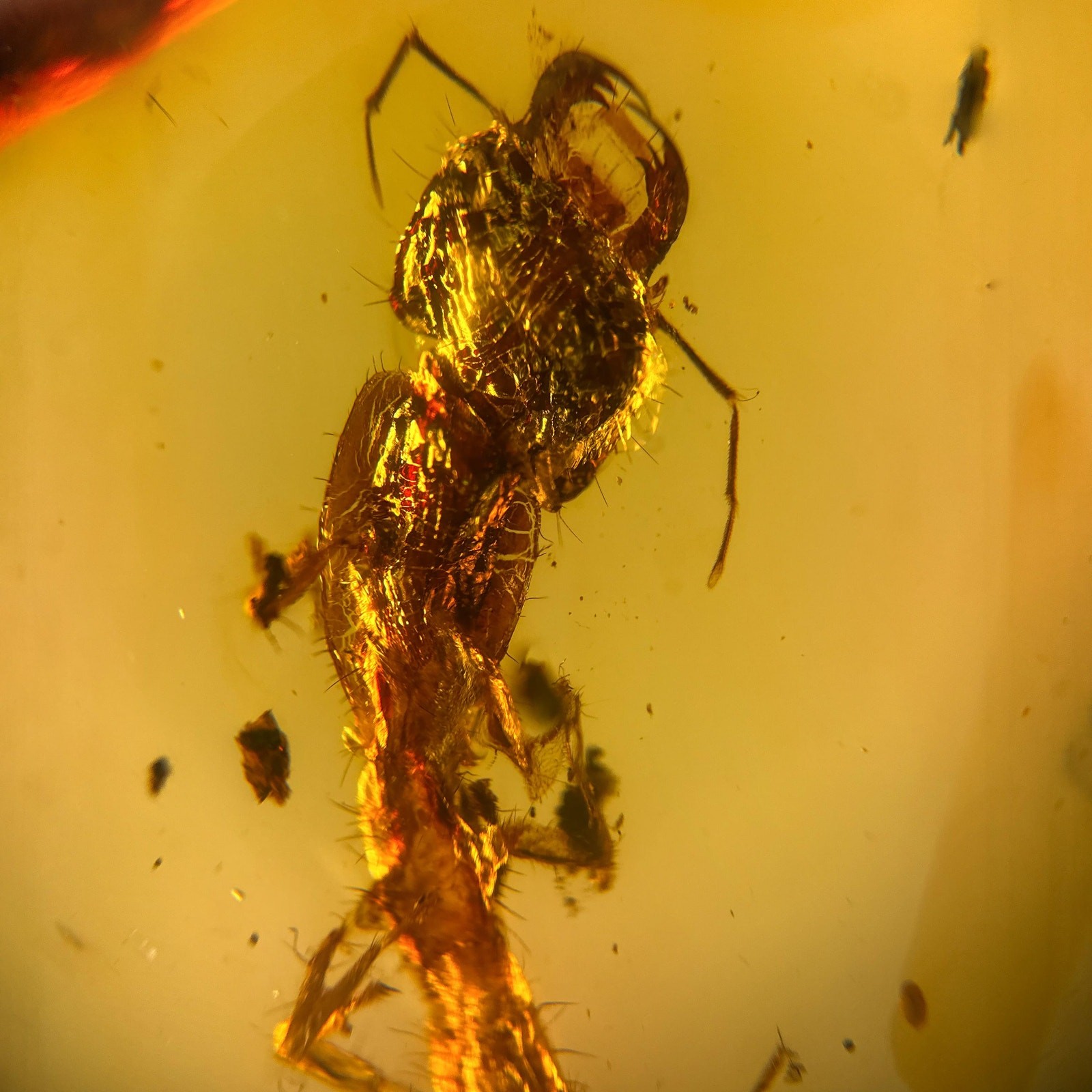 UNKNOWN LARVAE in Burmese / Burmite amber fossil / 100% genuine amber 