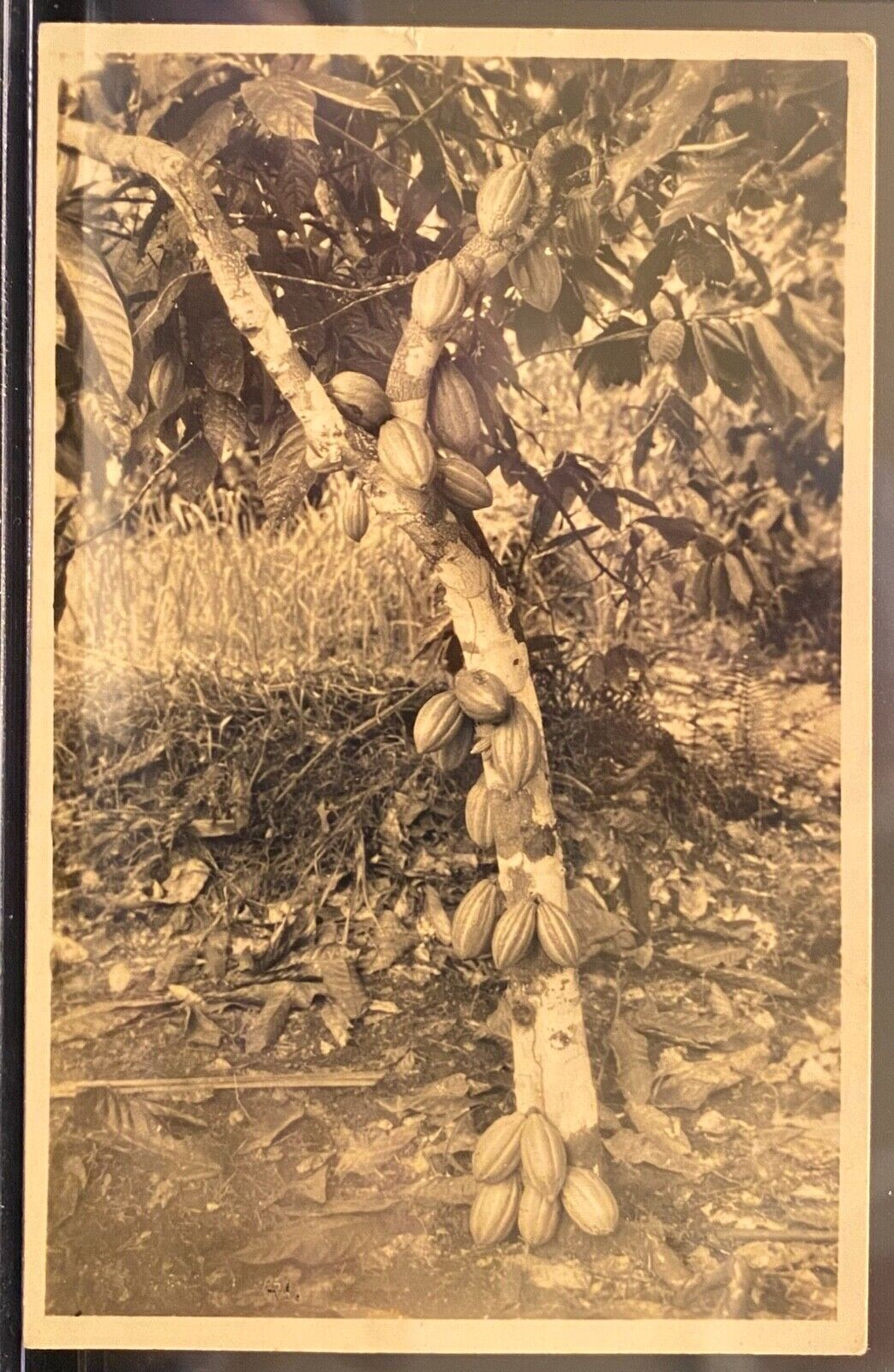 AFRICA Zagourski Real Photo Postcard RPPC ~ Cacaoyer Cocoa Tree ~ Congo