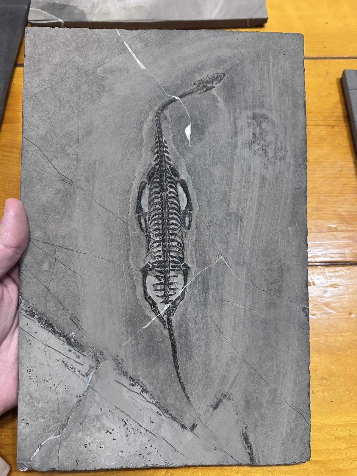 Large 100% Natural Keichousaurus Fossil Personally Prepped Fossil Keichousaurus