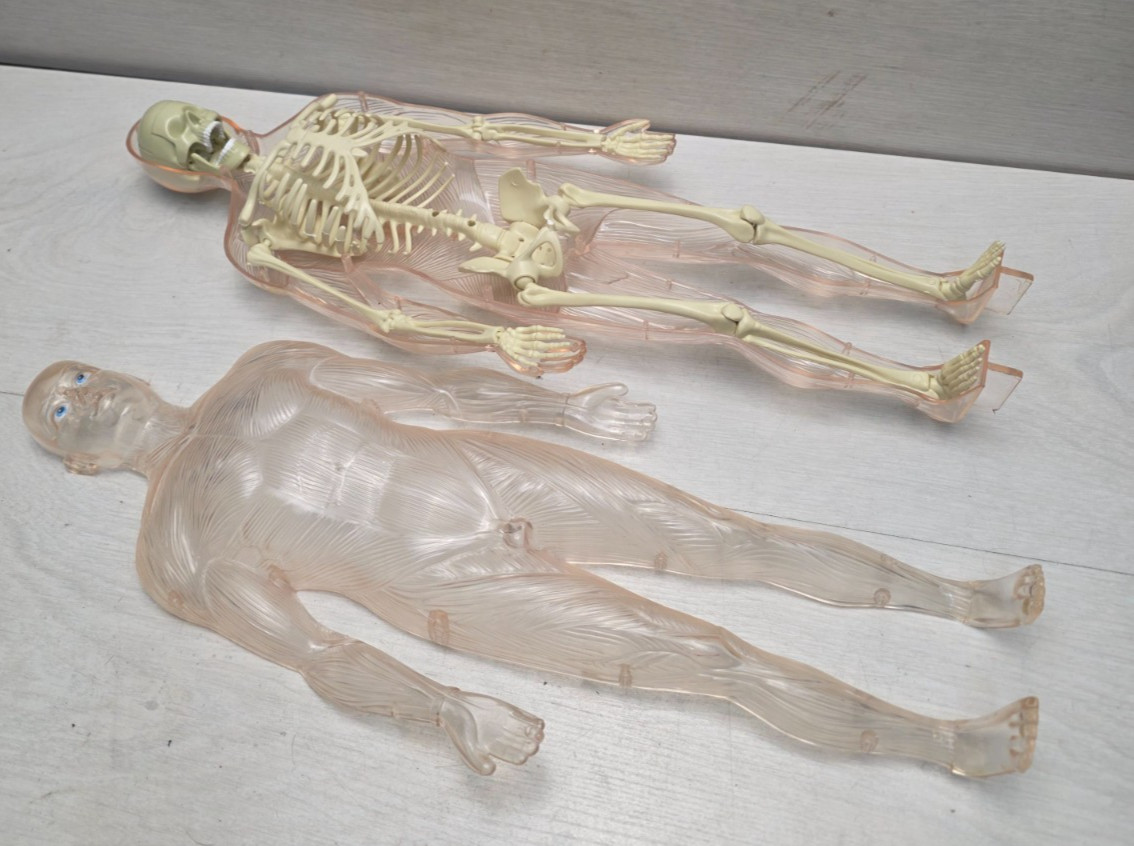 Anatomical Model Exploring the Human Body 2009 DE AGOSTINI DeAgostini Skeleton