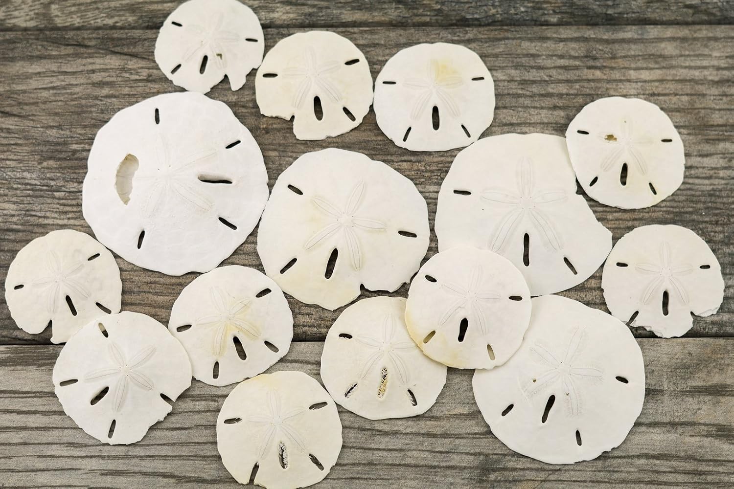 Nautical Crush Trading Sand Dollar | 2