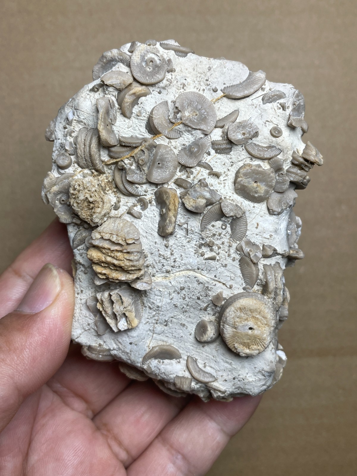 260g Beautiful Crinoid Geological rock Landscape stone collection