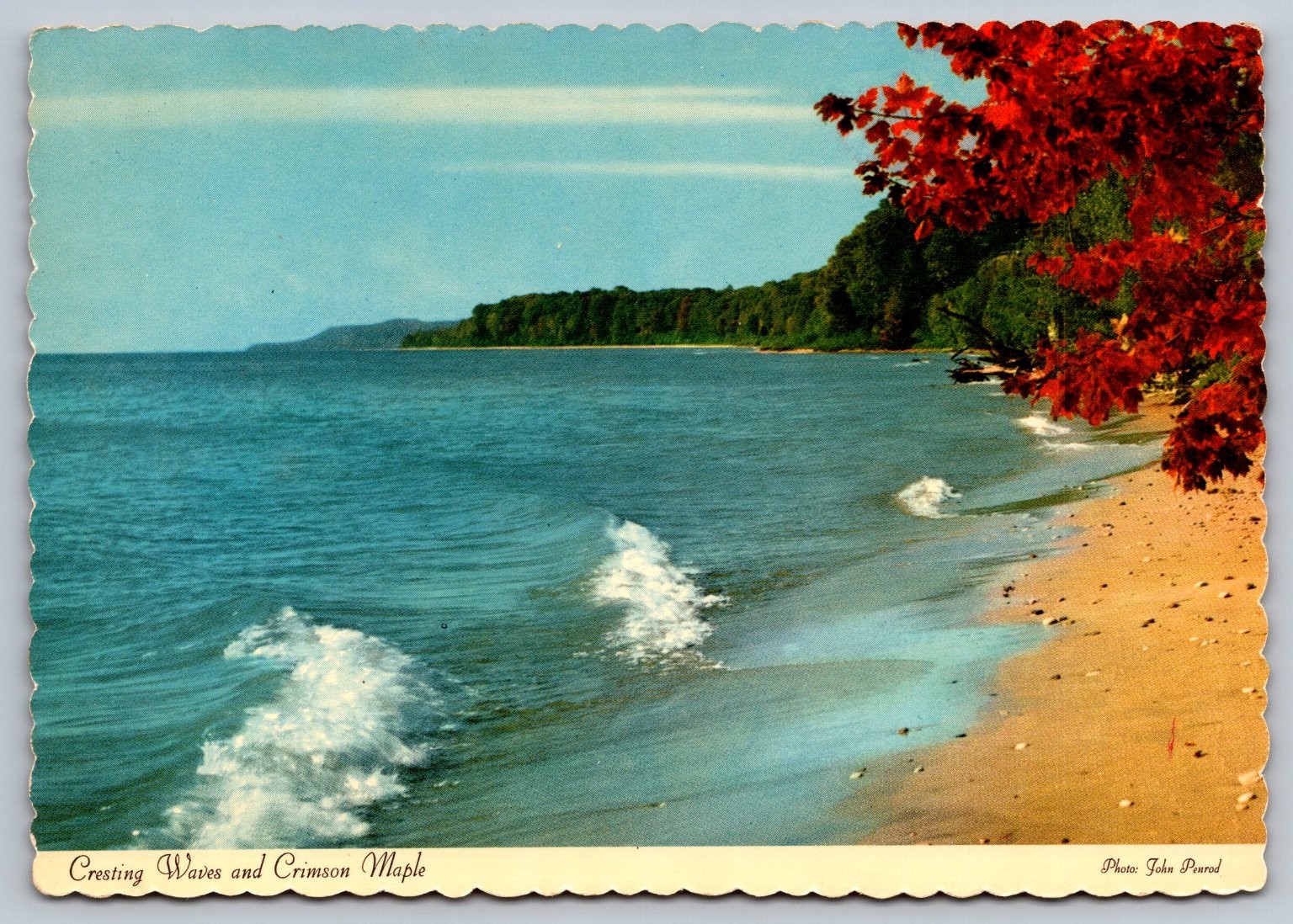Michigan Shoreline Cresting Waves & Crimson Maple Postcard John Penrod Photo