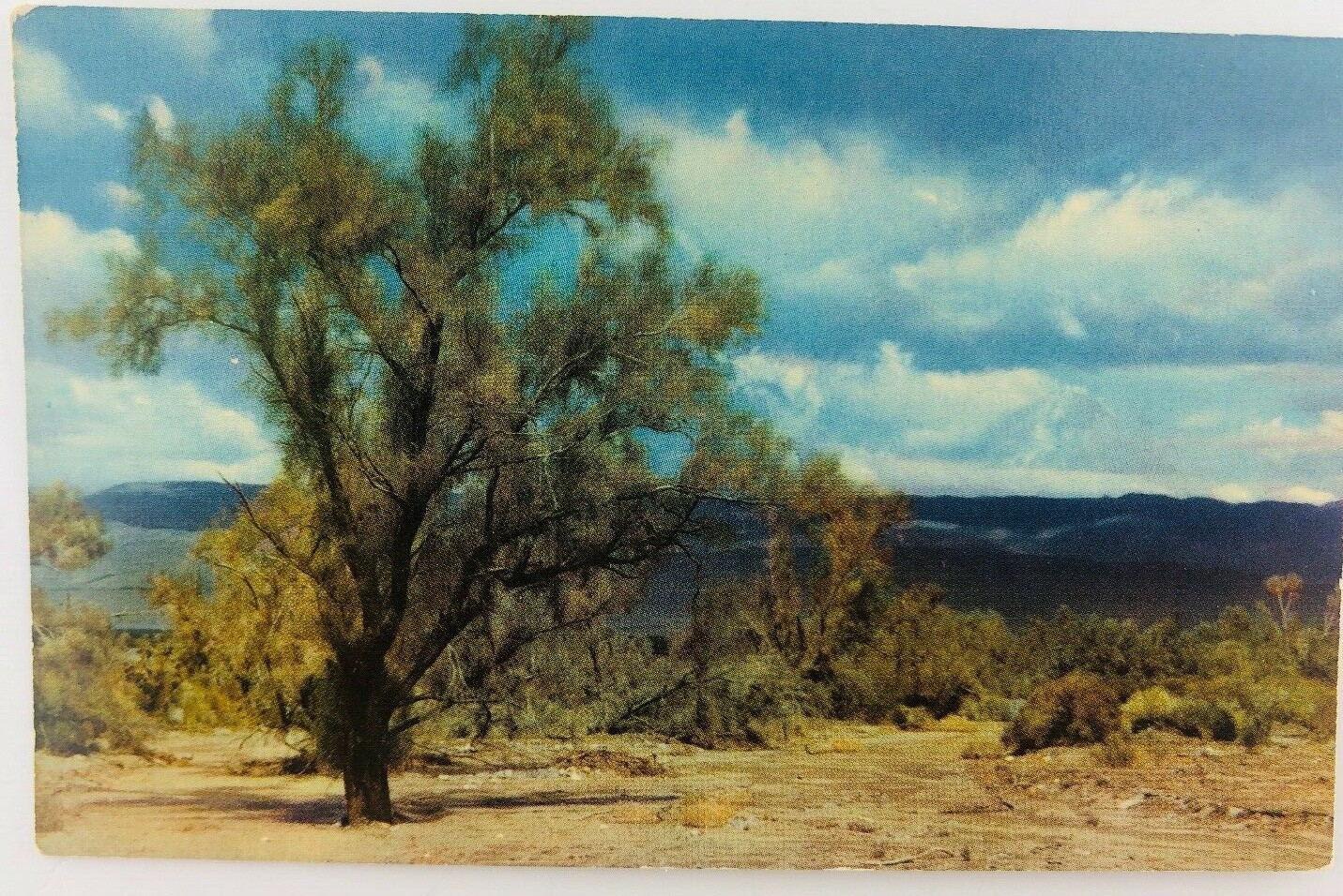 Vintage California CA The Picturesque Smoke Tree of the California Desert