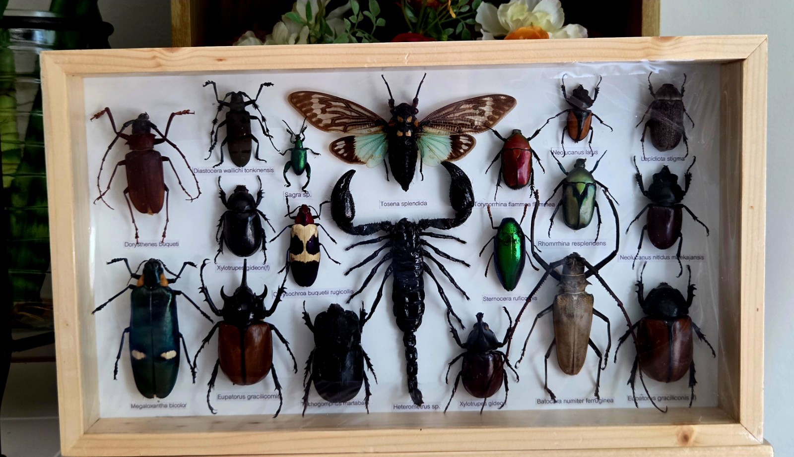 RARE MIX INSECTS DISPLAY BOX IN WOOD FRAME BEHIND GLASS 8