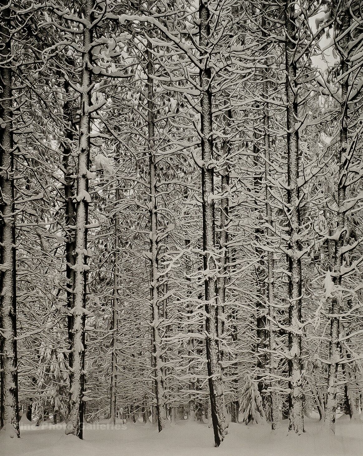 1933/72 ANSEL ADAMS Vintage Yosemite Pine Tree In Snow Landscape Photo Art 11X14