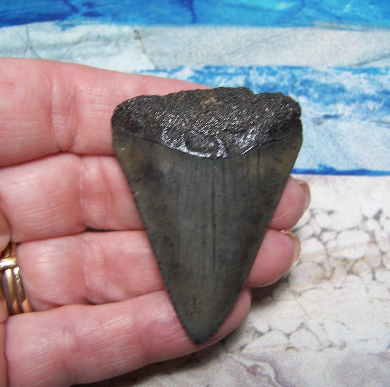 GREAT WHITE SHARK TOOTH 2 1/16