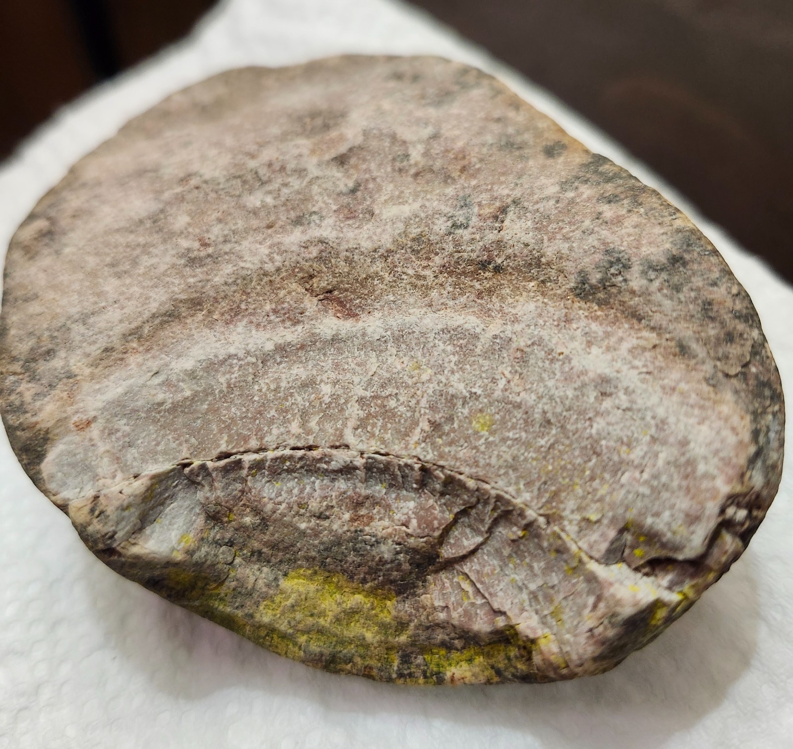Raw Brachiopod Paleozoic Marine Great Lake Superior Glacial Deposit Rock Fossil