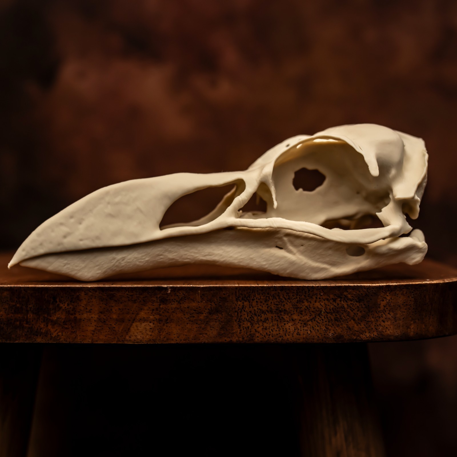 Great Auk Skull Replica Extinct Bird Animal Skull Oddities Taxidermy Display