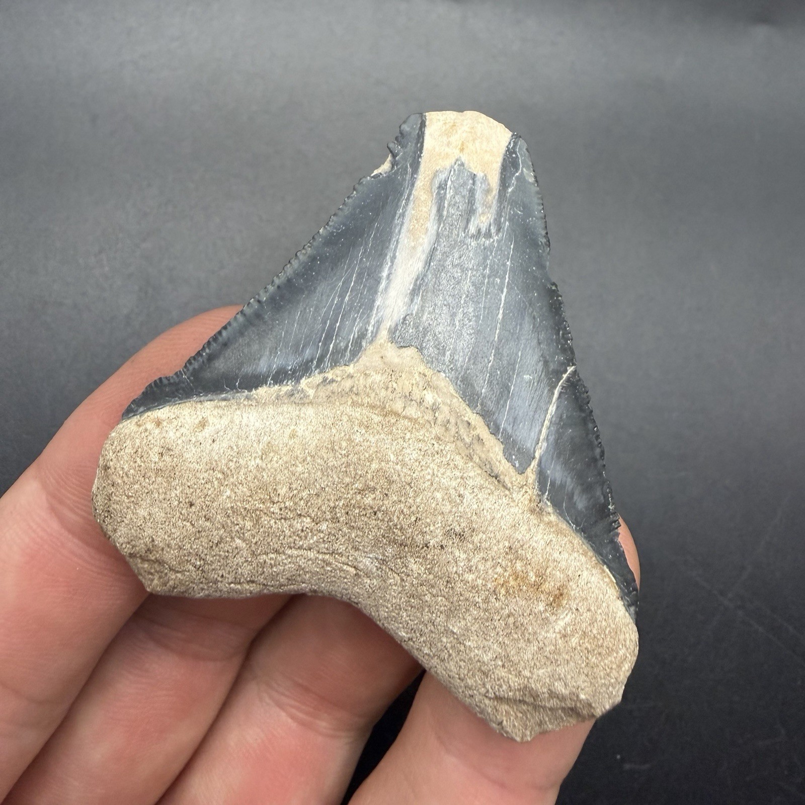 Megalodon Shark Tooth Fossil - 2.36” All Natural