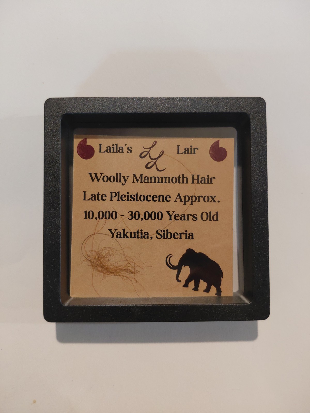 Genuine Woolly Mammoth Hair Specimen 