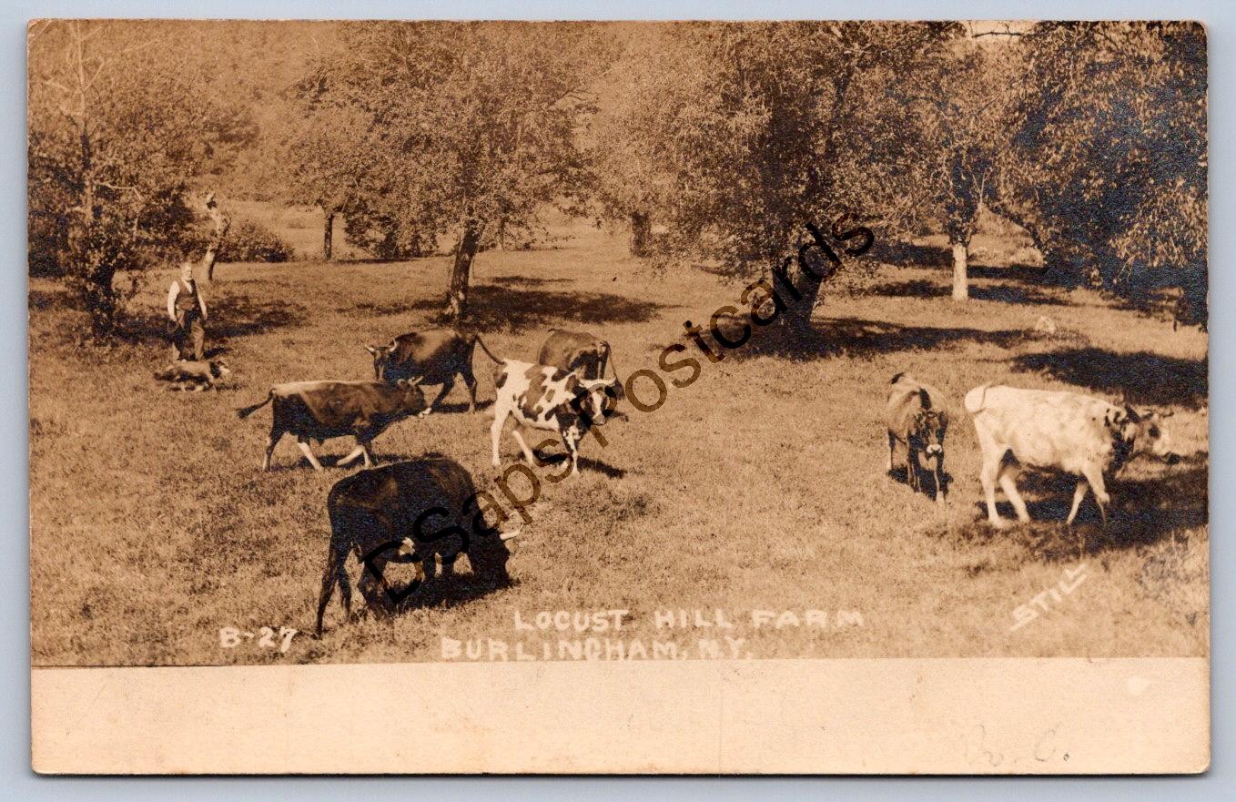 K69/ Burlingham New York RPPC Postcard c1910 Locust Hill Farm Cows 385