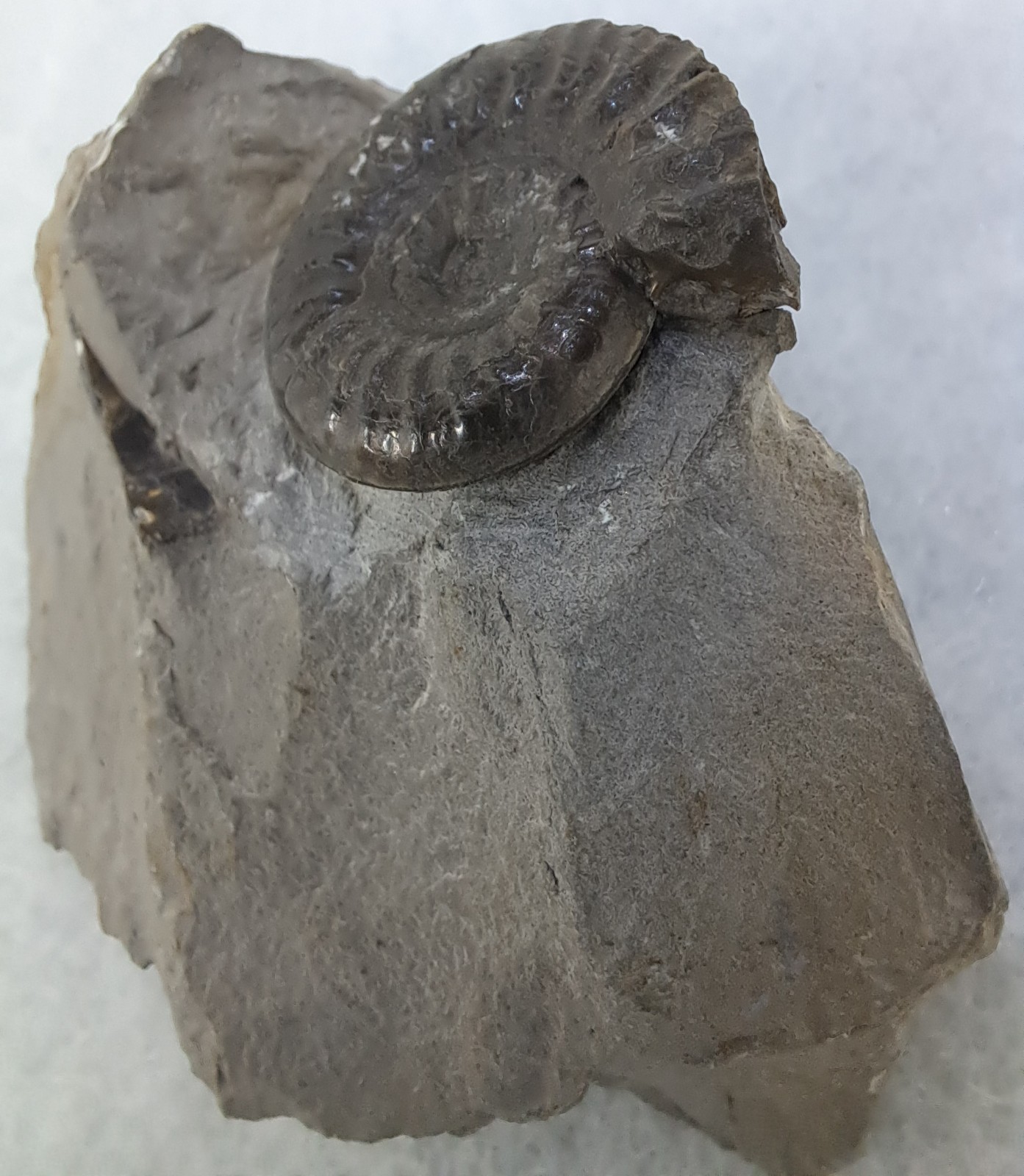 Grammoceras Ammonite Fossil In Matrix. Free Standing Genuine Whitby Jurassic UK