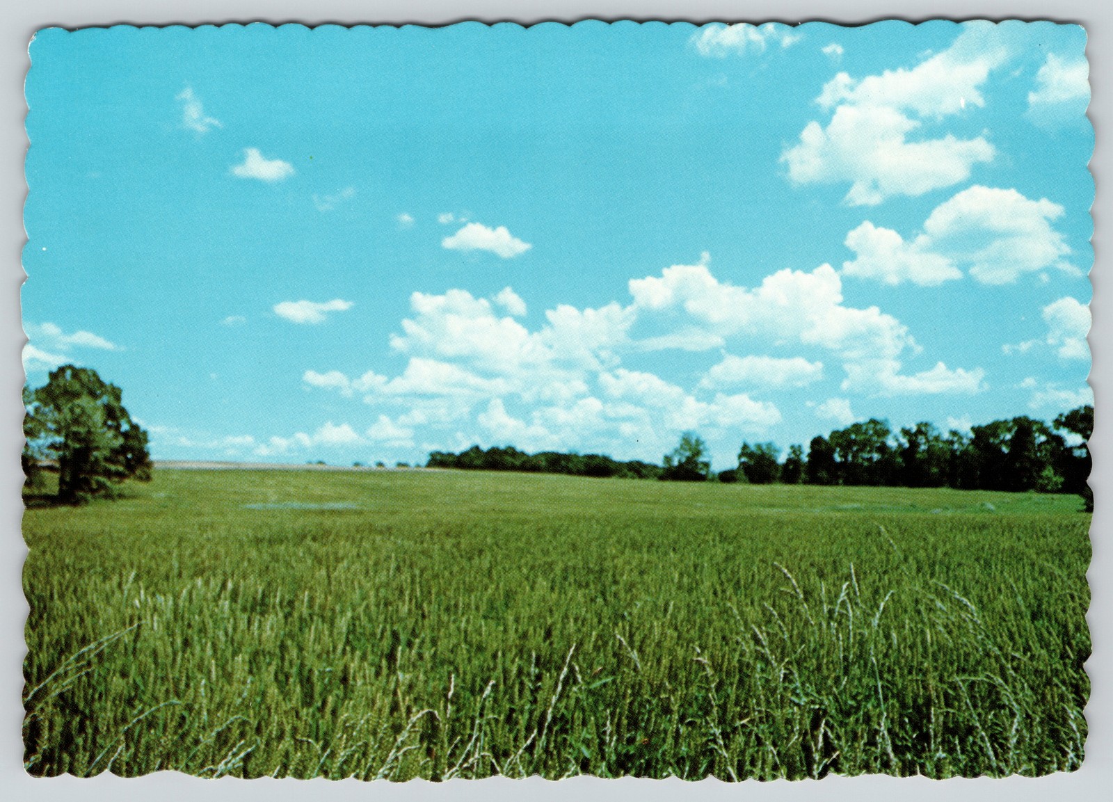 Matthew 13:38 Wheat Field With Tall Grass Distant Tree Line Cloudy Sky Postcard
