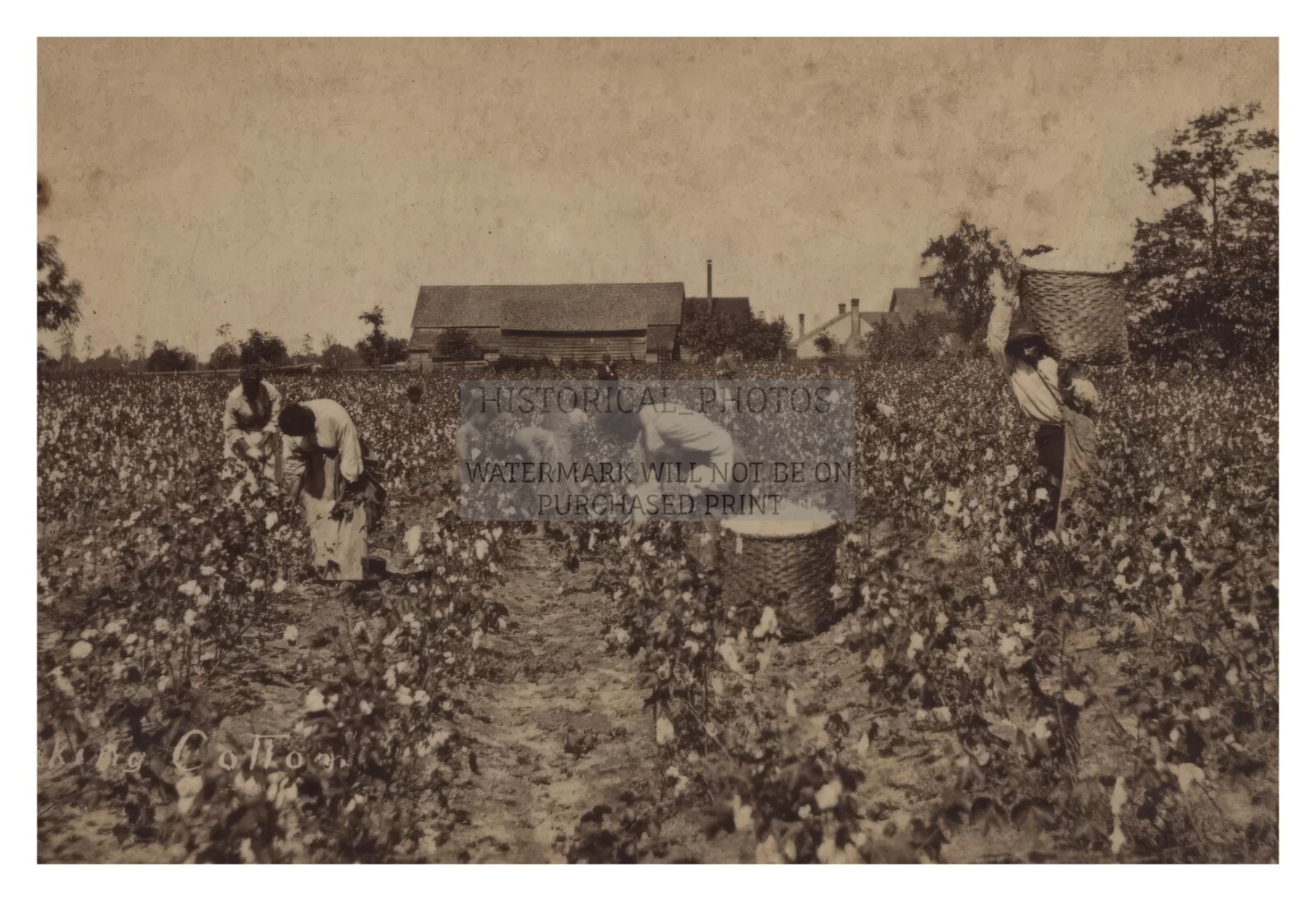 FORMER AFRICAN AMERICAN BLACK SLAVES PICKING COTTON CIRCA 1880s 4X6 PHOTO