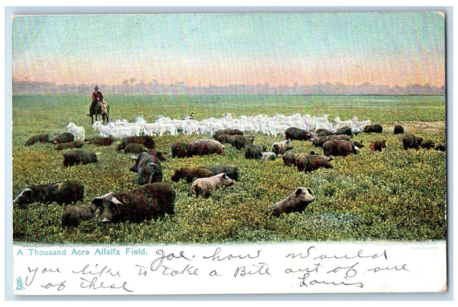 Tuck\'s Postcard A Thousand Acre Alfalfa Field Farm Field Animals c1905 Antique