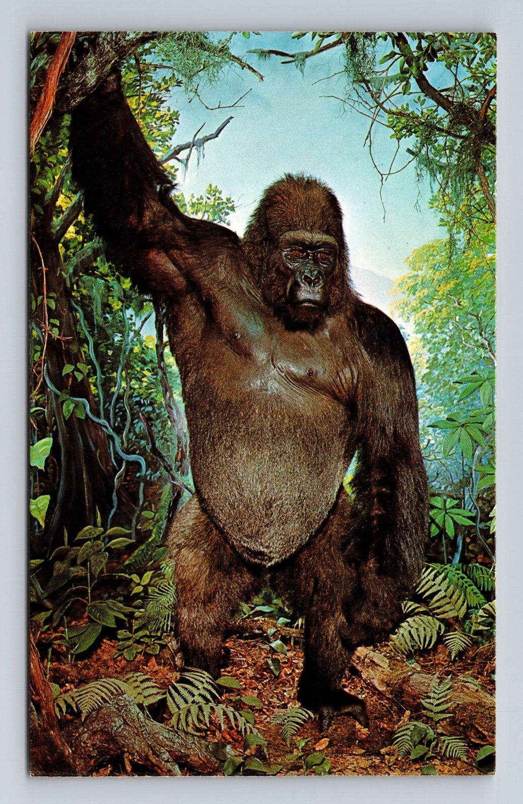 St Louis MO-Missouri, St Louis Zoological Garden, Phil Gorilla, Vintage Postcard
