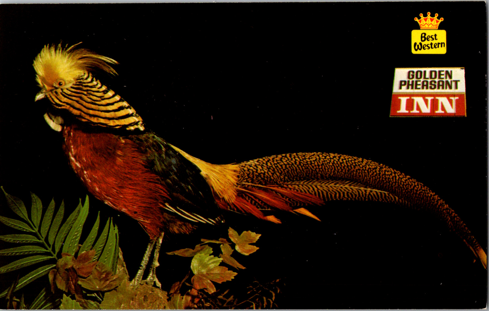 Vintage C. 1970\'s Golden Pheasant Inn Best Western Willows CA Postcard 
