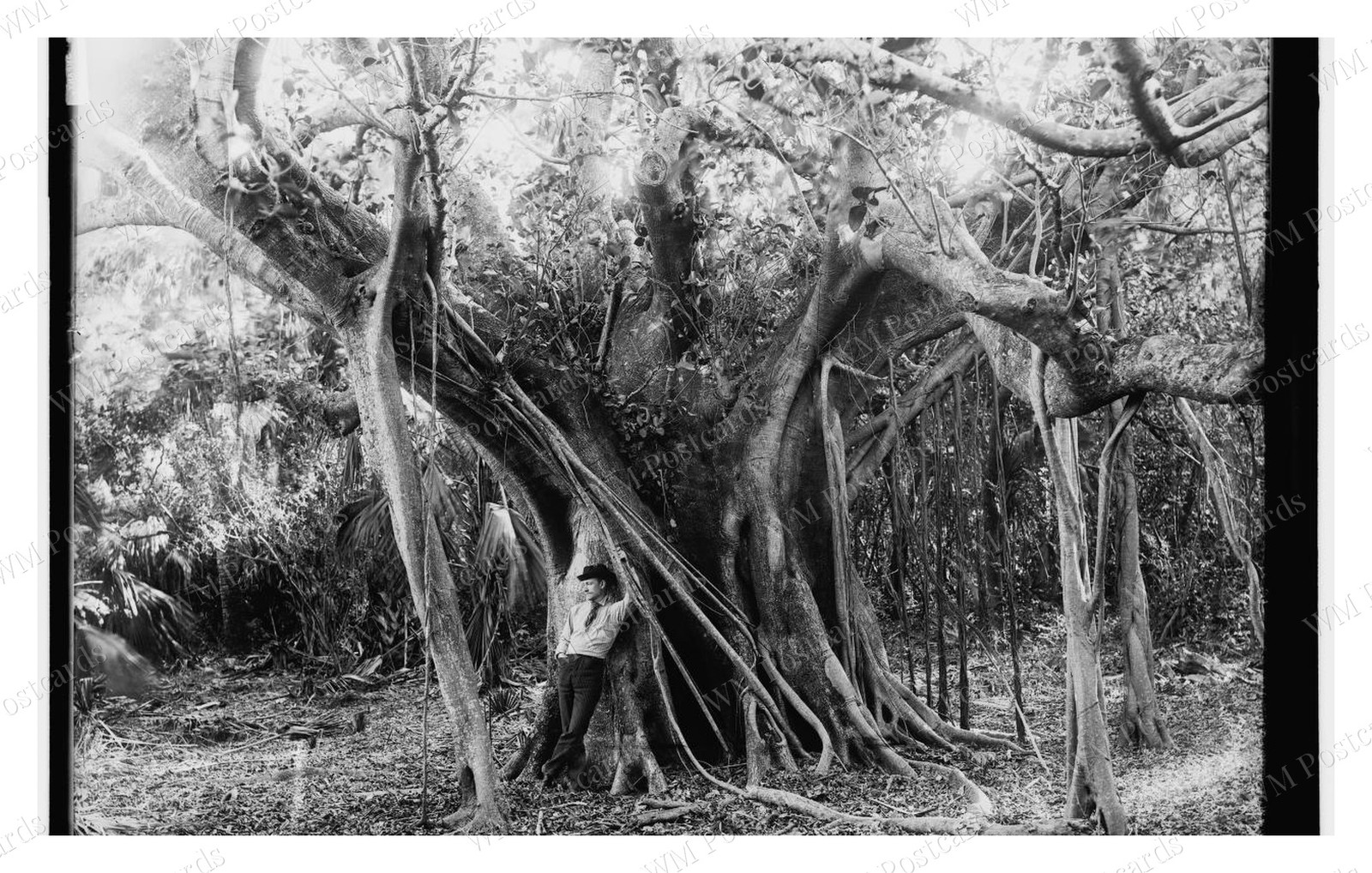 Lake Worth Florida 1880 Rubber Tree Banyan Roots Standard Postcard