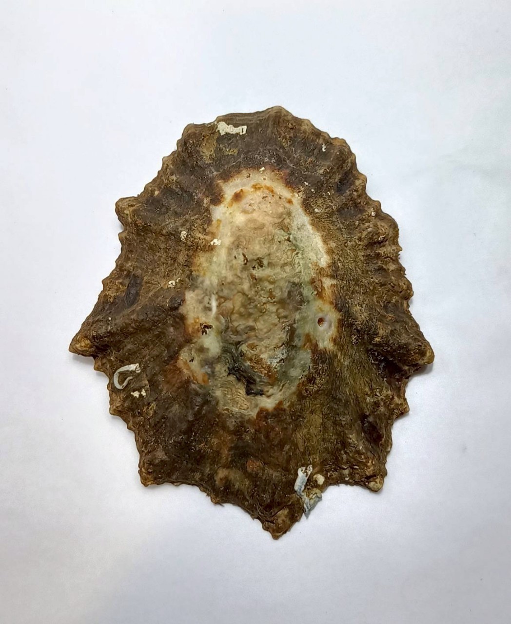 Formosa/SEASHELL/Cymbula oculus 81.3mm.South Africa