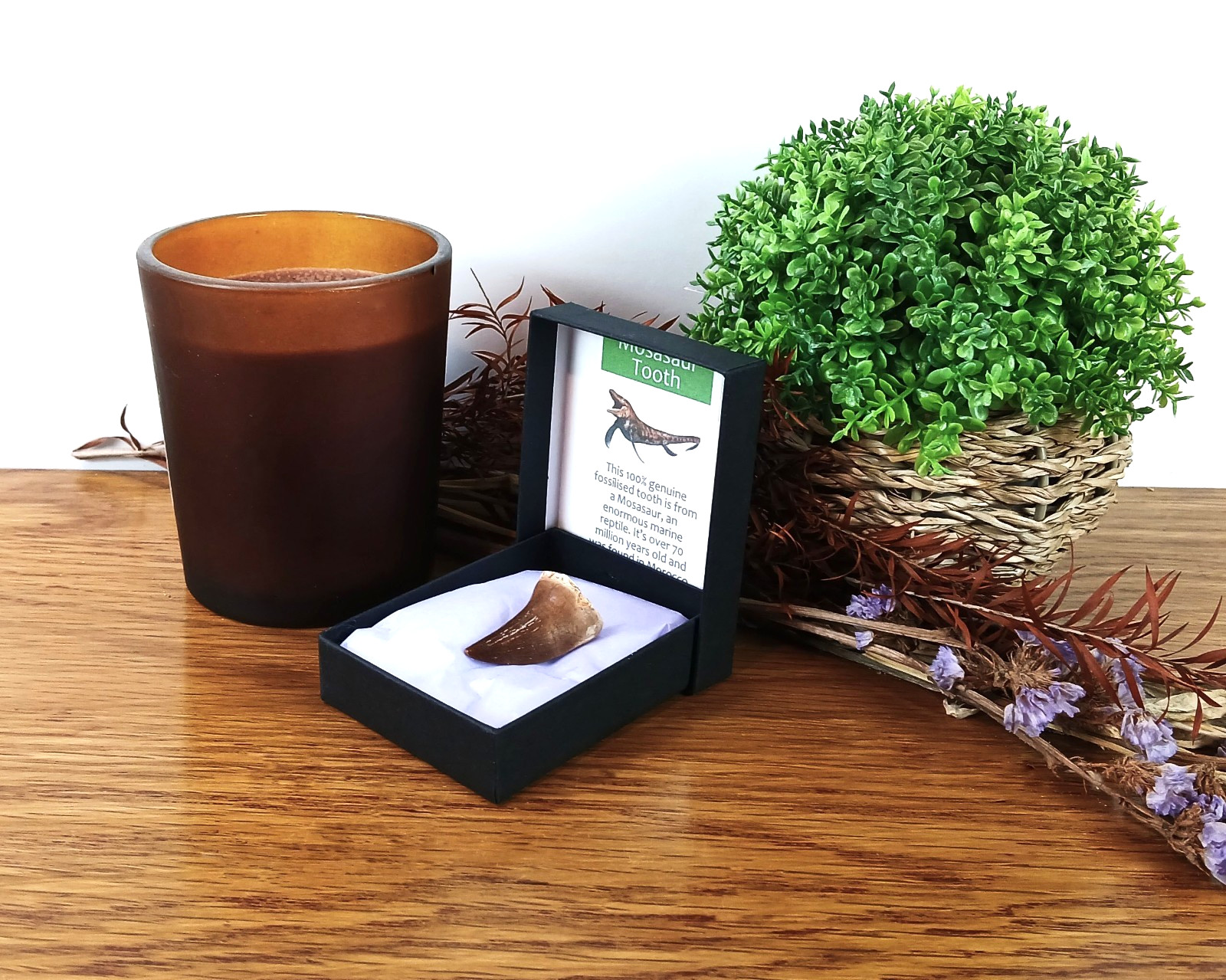 Authentic Mosasaur Tooth Fossil Dinosaur Morocco 25m in Presentation Box