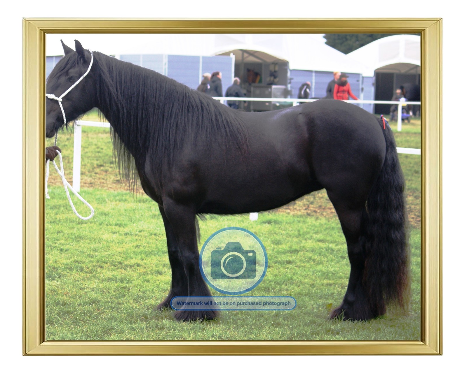 DALES PONY MARE YORKSHIRE DALES ENGLAND 4 YEAR HORSE 8X10 GOLD FRAMED PHOTO