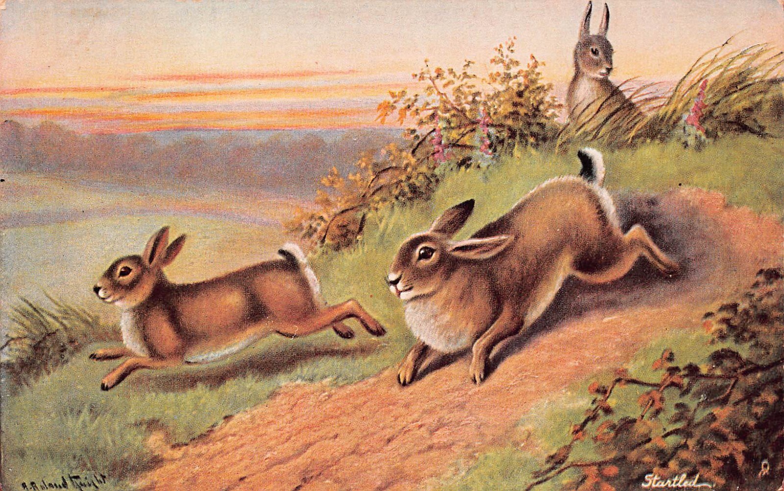 Tucks Oilette Easter Card Bunny Rabbit Hunting Startled Drawing Vtg Postcard D40
